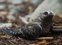 Discover the 🏔️ amazing benefits of using trekking sticks 🚶‍♂️ and improve your hiking experience!