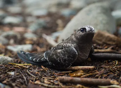 Discover the 🏔️ amazing benefits of using trekking sticks 🚶‍♂️ and improve your hiking experience!